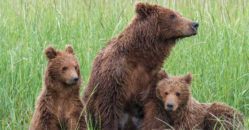 A grizzly bear and two cubs