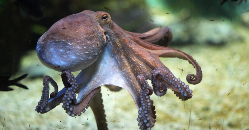 an octopus free in the ocean