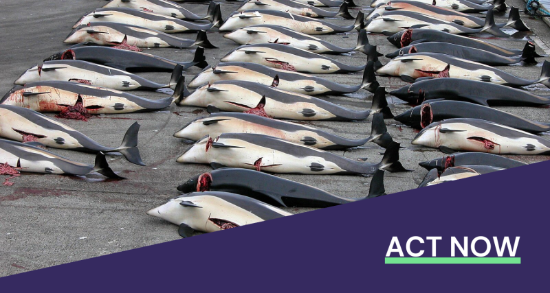 Rows of dead, Atlantic white-sided dolphins laid out on tarmac, following a hunt in the Faroe Islands.
