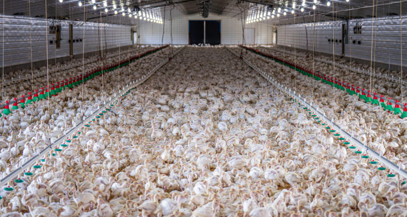 Thousands of chickens crammed together inside the barn of an intensive poultry farm.